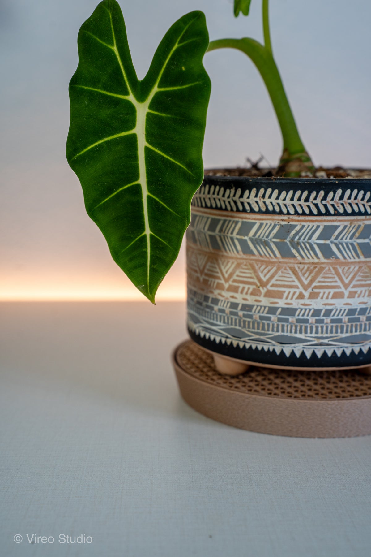 Plant Suacer & Drip Tray Duo